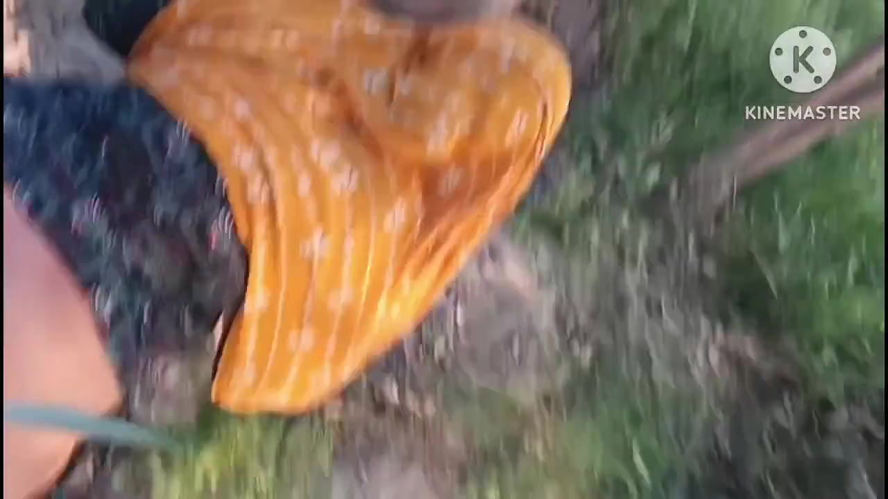 Jungle me mangal. Khet se chara katne aati bhabhi ko doggy style me chod diya