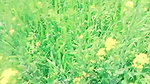 village bhabhi first time outdoor sex video