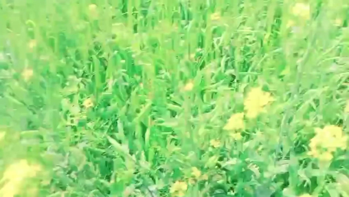 village bhabhi first time outdoor sex video