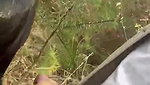 Beautiful NRI Outdoor Blowjob Bdsm Fucking & showing Updates 7