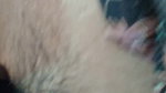 Husband and wife first’ video Sex, Rajasthani couple full enjoy