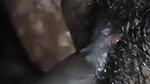Indian girl komal hair pussy fucking