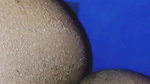 Pink Closeup pussy and dick sex