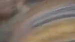 Pakistan big ass village bhabi doggy fucking by devar